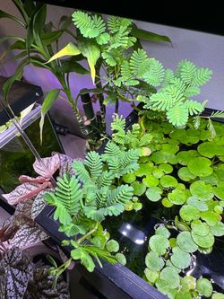 Tiger Frogbits