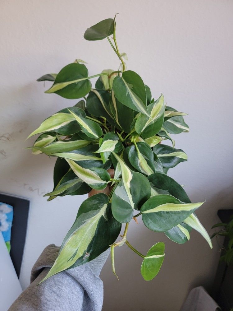 Philodendron Silver Stripe 6in Pot 