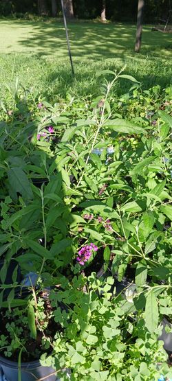 Purple Butterfly Bushes