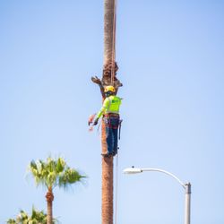 Tree Trimming 