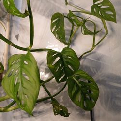 Adansonii Plant Cuttings(Not Whole Plant)