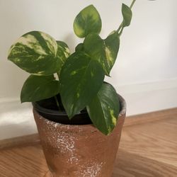 Pothos Plant With Concrete Vase