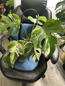 Monstera Albo
