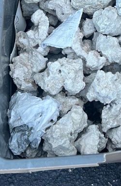 clean white coral