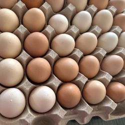 Fresh Eggs 