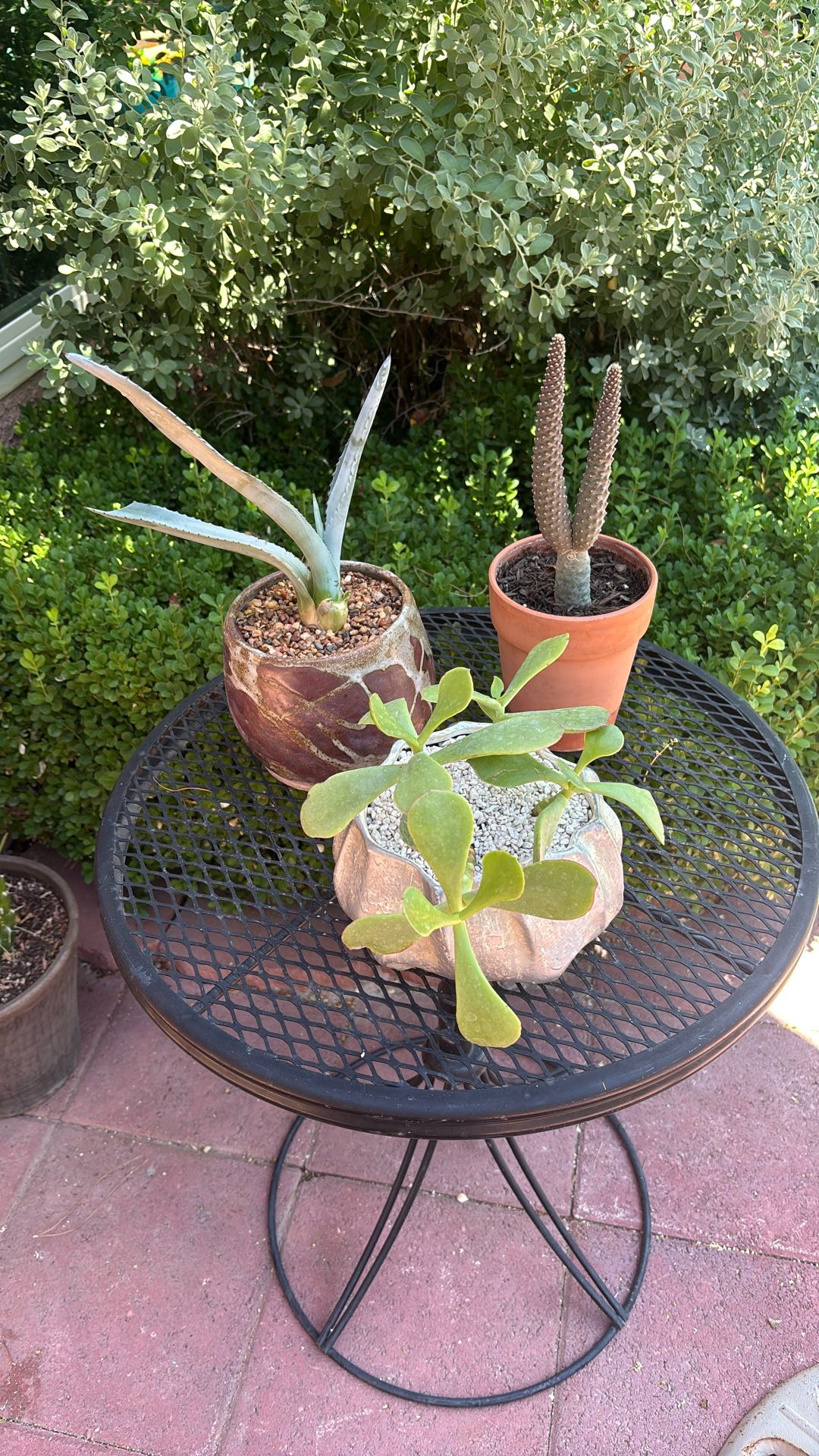 Cactus And Succulent In Small Pots