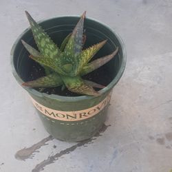 Aloe Vera
