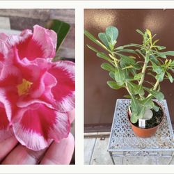 4” Bonsai Desert Rose 