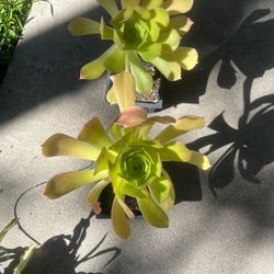 2 Succulent Plants