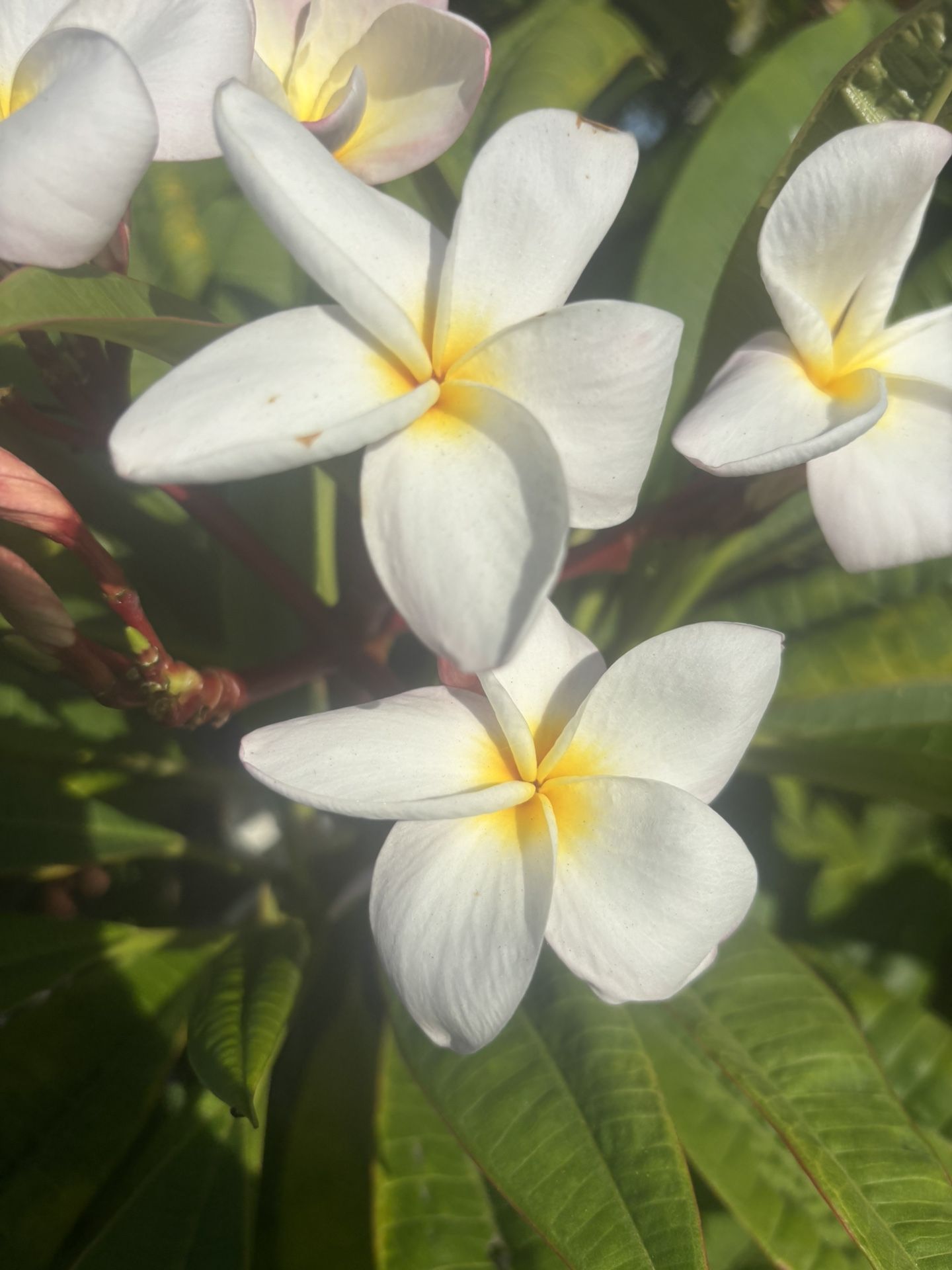 Plumeria Cuttings Trades Welcome