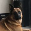 Frankie