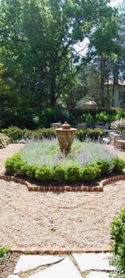 6 pieces with roots green gem boxwood plants.....6plantitas con raiz green gem boxwood