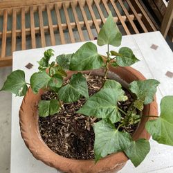 Sweet Potato Plants In  Terracotta Pot