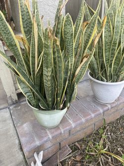 Snake Plants