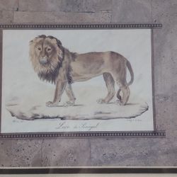 Lion In Senegal