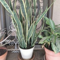 Huge 36+in Mother-in-law's Tongue Succulent Plant