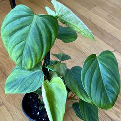 Rare Philodendron Nanaritense Plant  / Free Delivery Available 