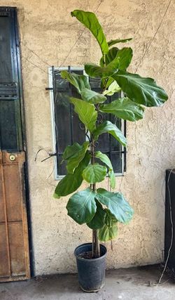 Fiddle-leaf Fig Plant.  Planta