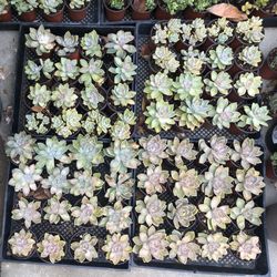 Succulent (Graptoveria Acaulis).🪴