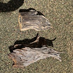 Driftwood