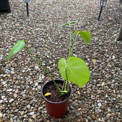 Monstera Plant