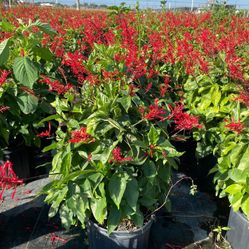 Firespike Pollinator Plant In 3gal Flores Nativas que Atraen Mariposa