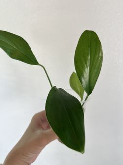 Dragon Tail Houseplant Water Propagation