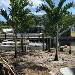 Christmas palms over 8 to 9 feet tall Instant Privacy Hedge For Fence