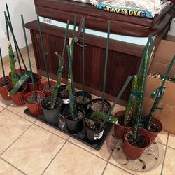 Dragon fruit Plants