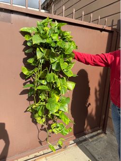 6” xxl golden pothos