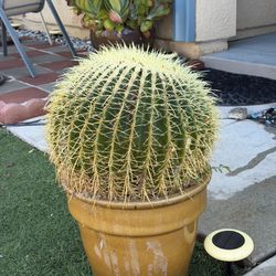 Big Barrel Cactus