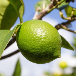 Bear Lime Seedless Trees 😃😃🌿🌿🌿🌿