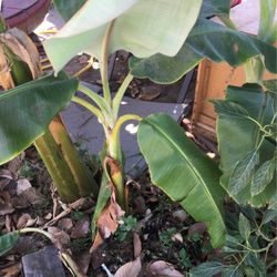 Banana Trees