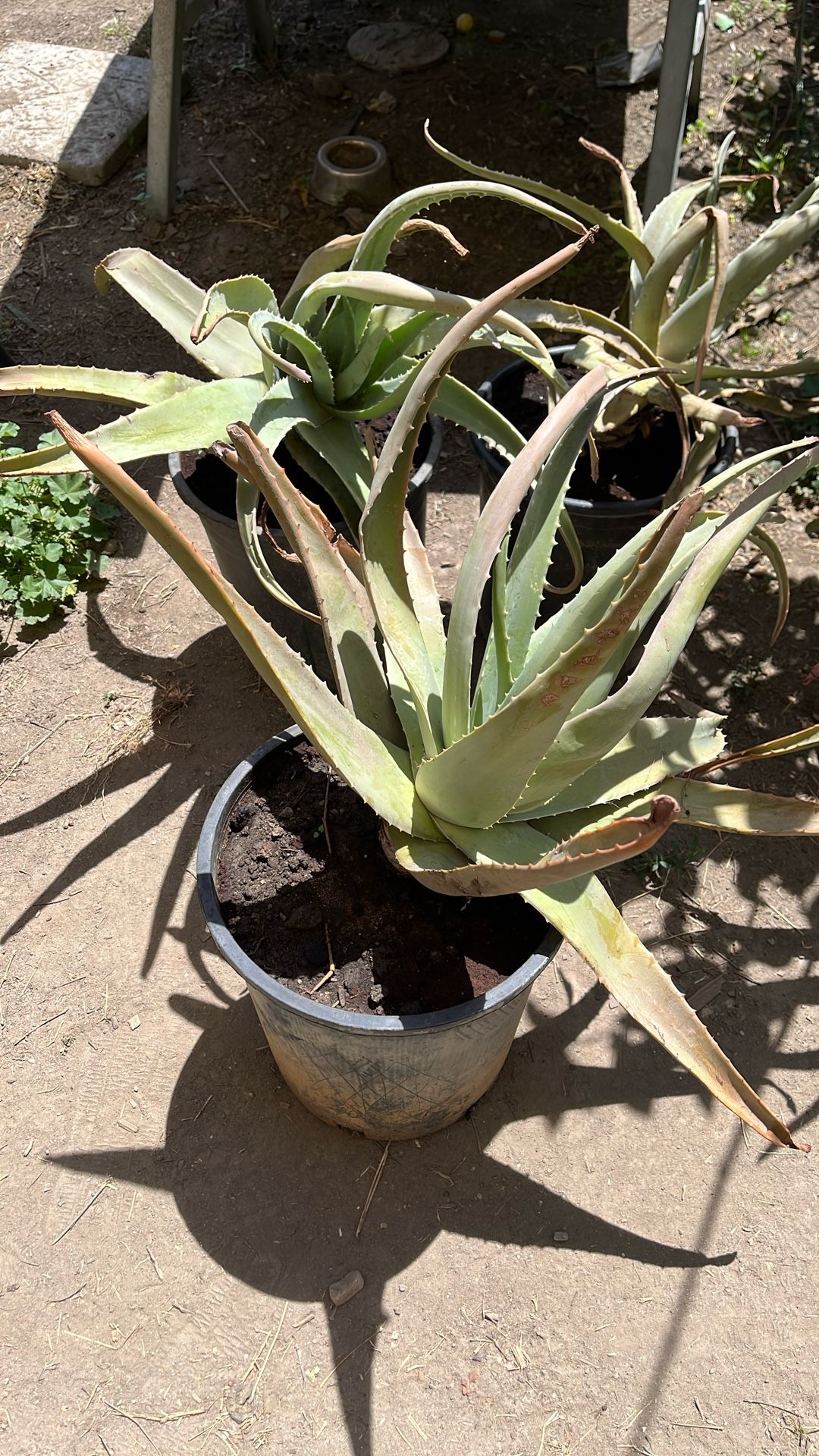 Aloe Plant