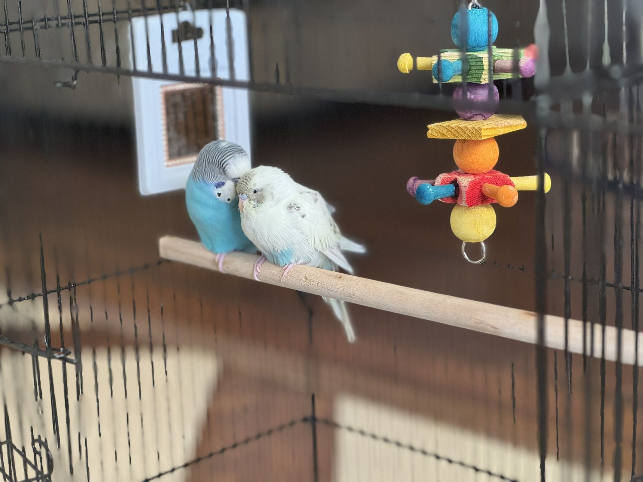 Bird cage