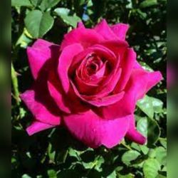 Brandevilla Perfume Roses In 3gal For mothers Day