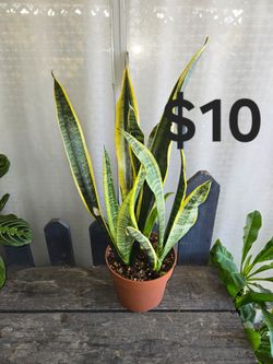 Snake Plant