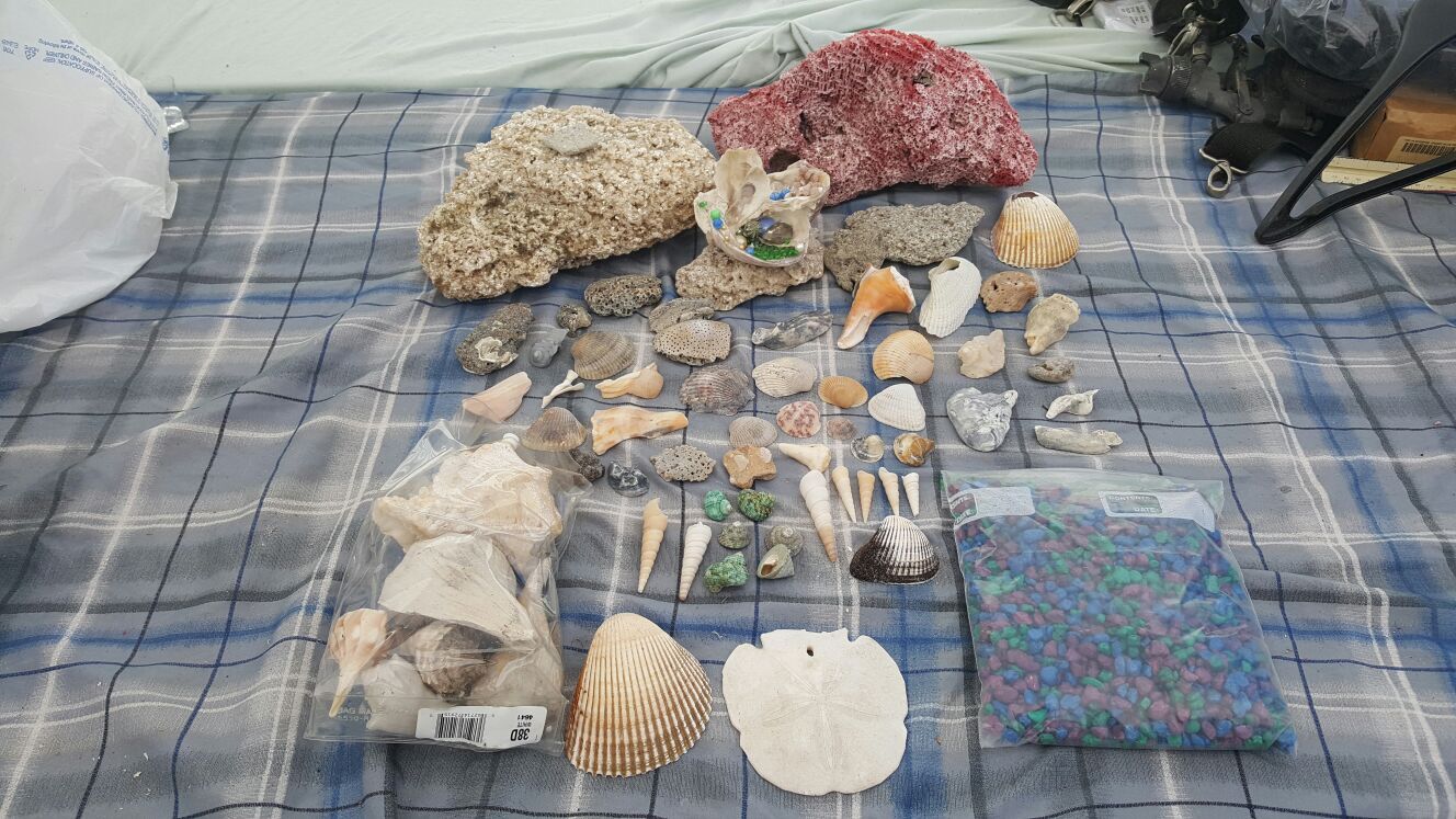Sea Shell Lot & More!
