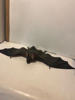 Realistic Bat Figure Toy