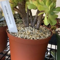 Aeonium Crested Succulent Plant