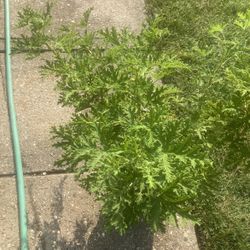 Citronella Mosquito Plant 