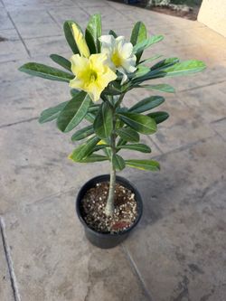 Desert Rose