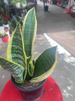 Beautiful Snake Plant