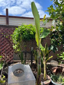 Thai Banana Tree