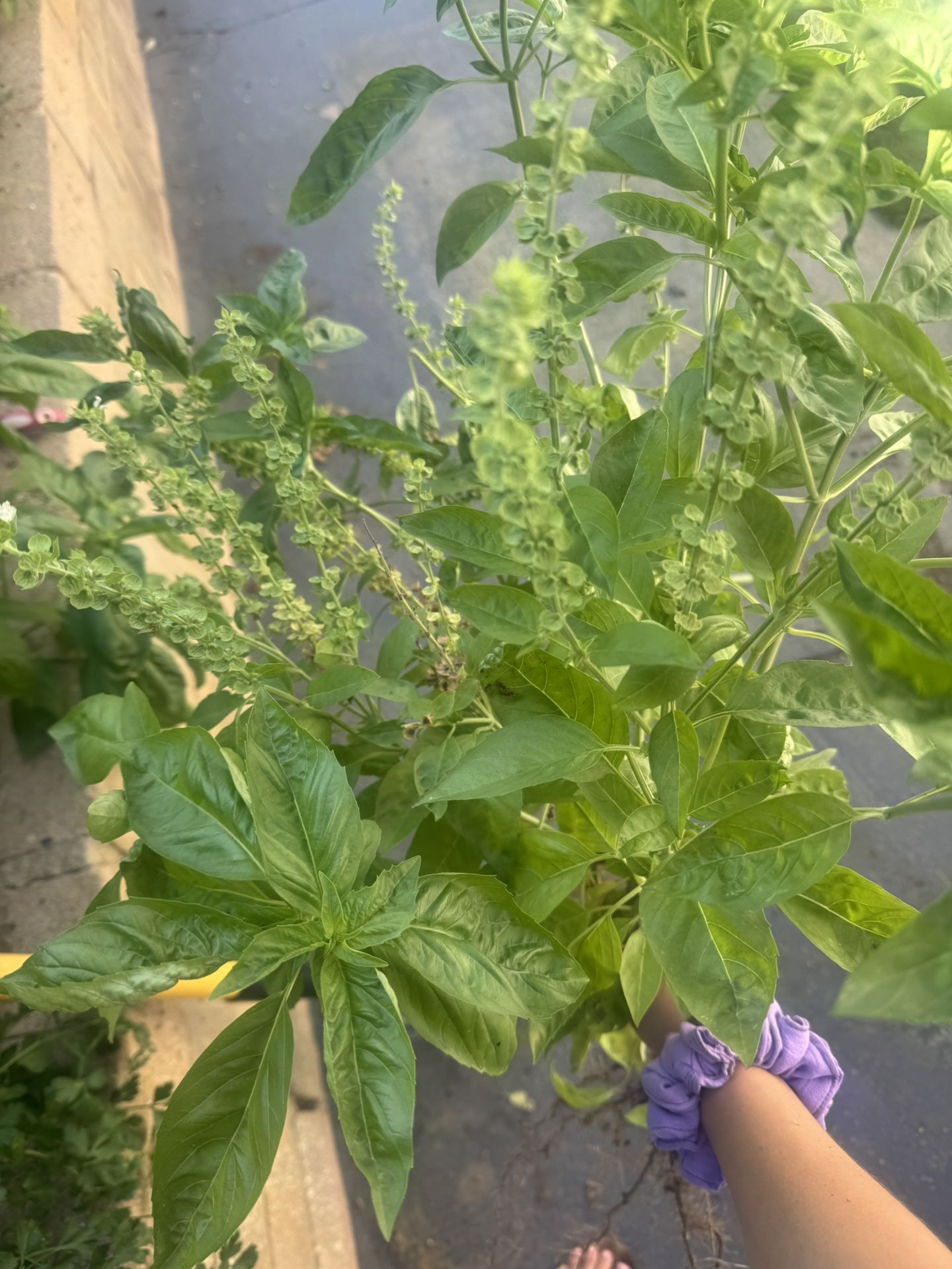 Organic Basil Plant