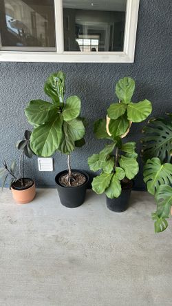 Fiddle, Monstera, Rubber Plant