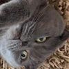 Amit
