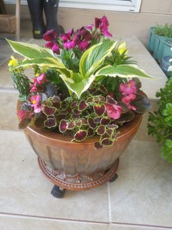 nice indoor plant in a pot
