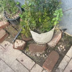 Fern 