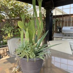 Succulent Arrangement 